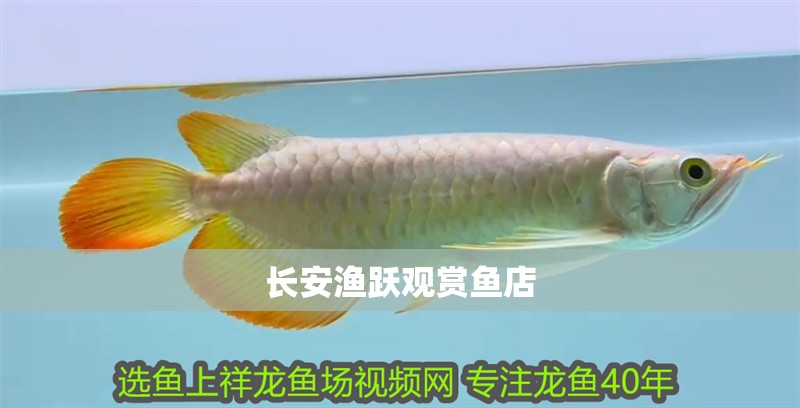長安漁躍觀賞魚店