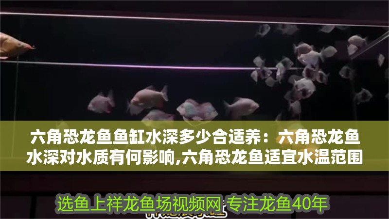 六角恐龍魚魚缸水深多少合適養：六角恐龍魚水深對水質有何影響,六角恐龍魚適宜水溫范圍查詢