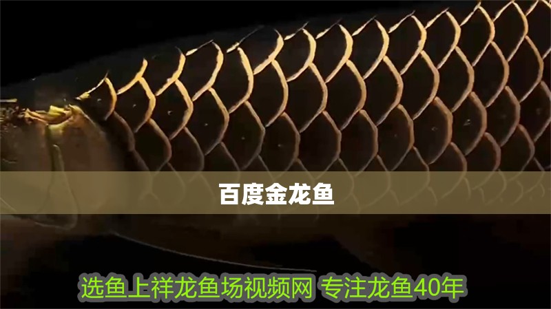 百度金龍魚