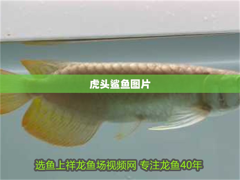 虎頭鯊魚圖片