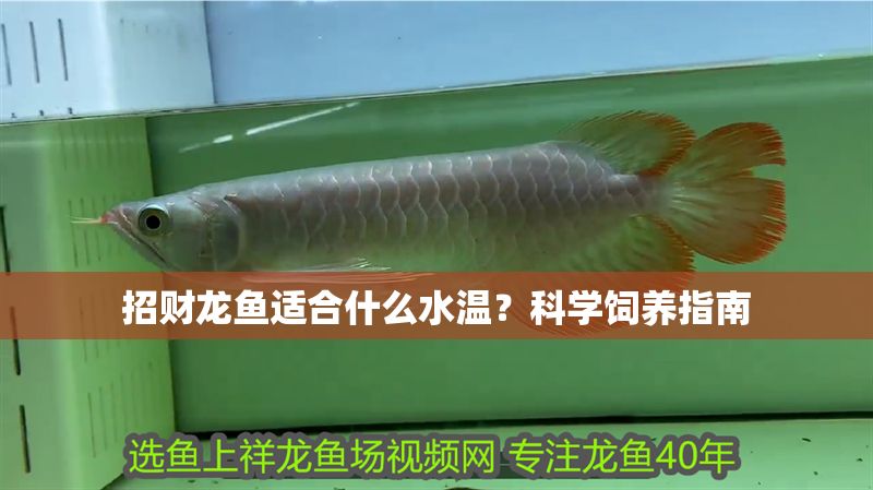 招財龍魚適合什么水溫?科學飼養指南 龍魚百科 第1張 招財龍魚適合什么水溫?科學飼養指南 招財龍魚適合什么水溫?科學飼養指南 龍魚百科 第1張