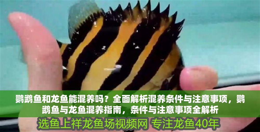 鸚鵡魚和龍魚能混養嗎？全面解析混養條件與注意事項，鸚鵡魚與龍魚混養指南，條件與注意事項全解析