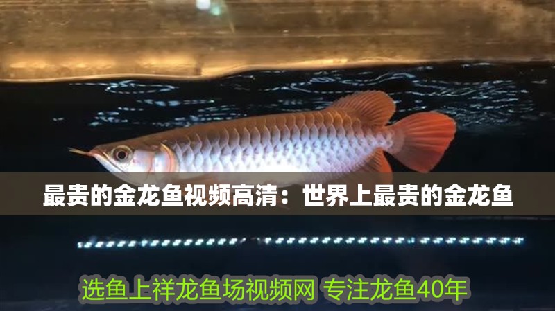 最貴的金龍魚視頻高清：世界上最貴的金龍魚