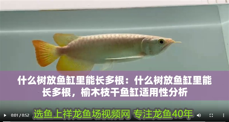 什么樹放魚缸里能長多根：什么樹放魚缸里能長多根，榆木枝干魚缸適用性分析