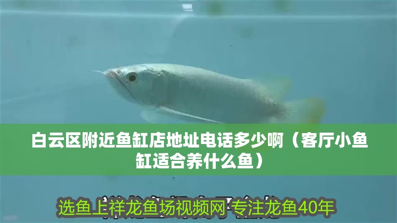 白云區(qū)附近魚缸店地址電話多少啊（客廳小魚缸適合養(yǎng)什么魚）
