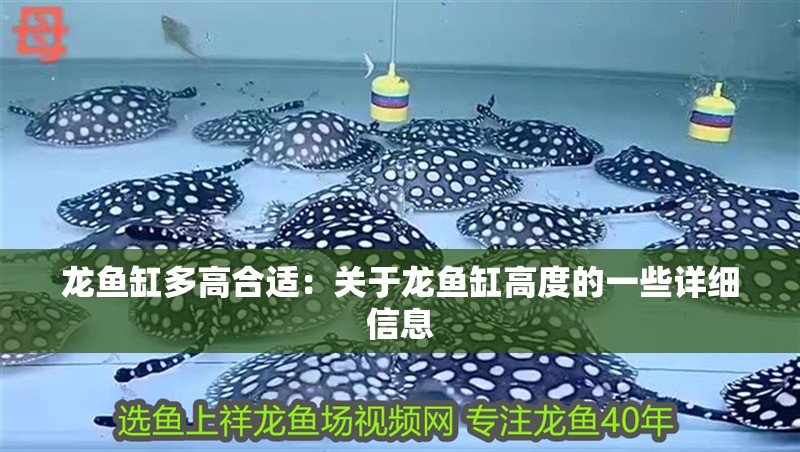 龍魚缸多高合適：關于龍魚缸高度的一些詳細信息