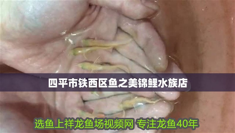 <strong><mark>四平</mark></strong>市鐵西區(qū)魚之美錦鯉水族店