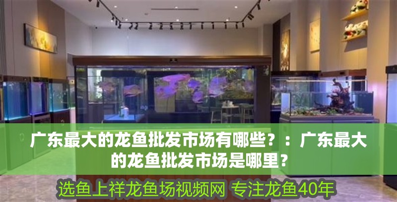廣東最大的龍魚批發市場有哪些？：廣東最大的龍魚批發市場是哪里？