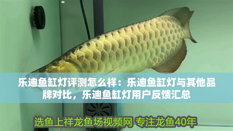 樂迪魚缸燈評測怎么樣：樂迪魚缸燈與其他品牌對比，樂迪魚缸燈用戶反饋匯總
