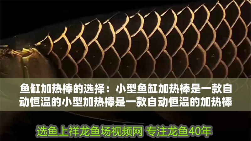 魚缸加熱棒的選擇：小型魚缸加熱棒是一款自動恒溫的小型加熱棒是一款自動恒溫的加熱棒