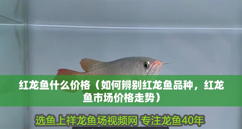 紅龍魚什么價格（如何辨別紅龍魚品種，紅龍魚市場價格走勢）