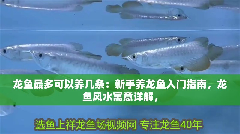 龍魚最多可以養幾條：新手養龍魚入門指南，龍魚風水寓意詳解，