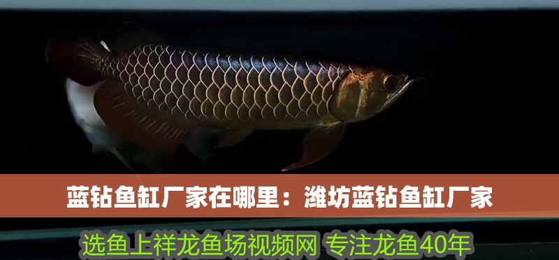 藍(lán)鉆魚(yú)缸廠家在哪里：濰坊藍(lán)鉆魚(yú)缸廠家