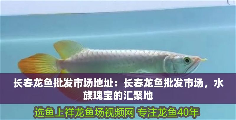長春龍魚批發市場地址：長春龍魚批發市場，水族瑰寶的匯聚地