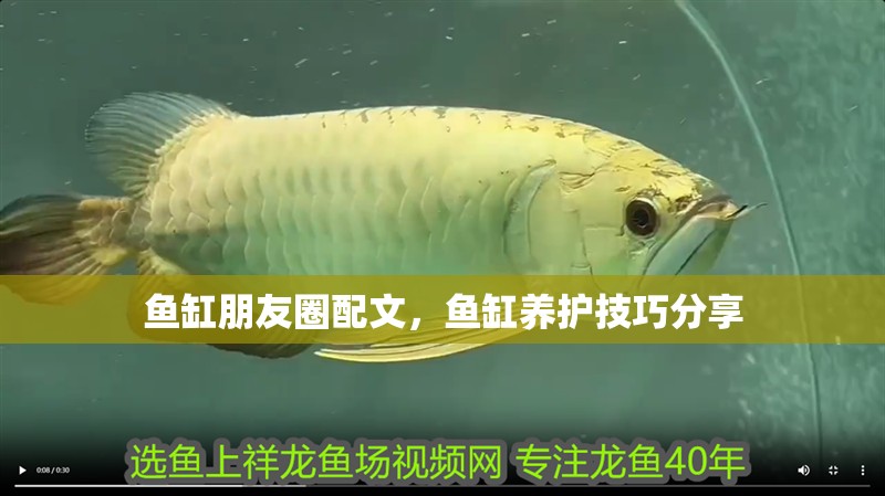 魚(yú)缸朋友圈配文，魚(yú)缸養(yǎng)護(hù)技巧分享