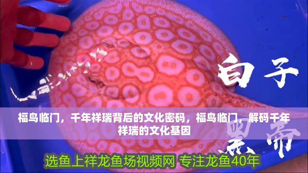 福鳥臨門，千年祥瑞背后的文化密碼，福鳥臨門，解碼千年祥瑞的文化基因