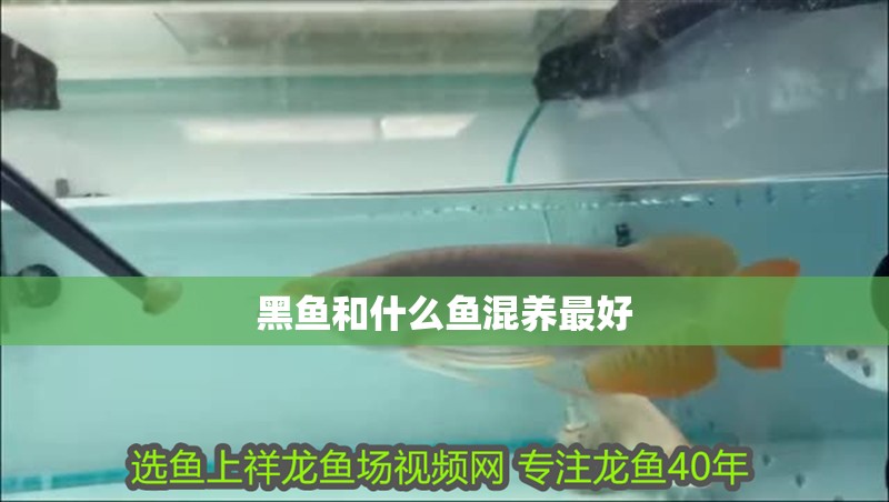 黑魚和什么魚混養最好