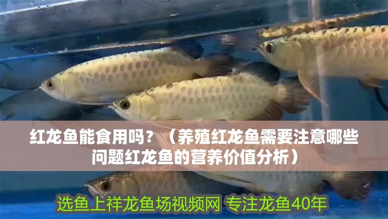 紅龍魚能食用嗎？（養殖紅龍魚需要注意哪些問題紅龍魚的營養價值分析）