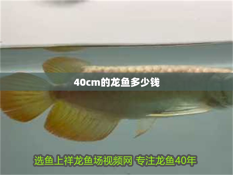 40cm的龍魚多少錢