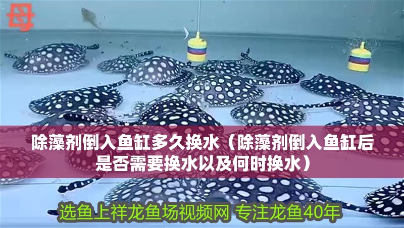 除藻劑倒入魚缸多久換水（除藻劑倒入魚缸后是否需要換水以及何時(shí)換水）