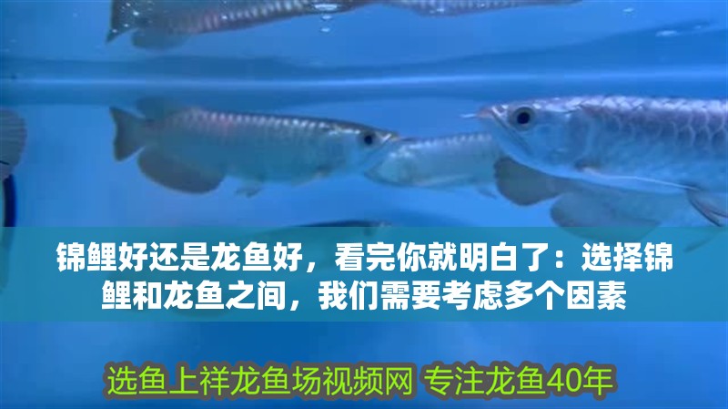 錦鯉好還是龍魚好，看完你就明白了：選擇錦鯉和龍魚之間，我們需要考慮多個因素