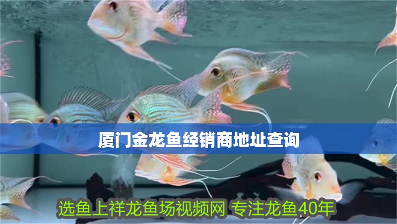 廈門金龍魚經(jīng)銷商地址查詢