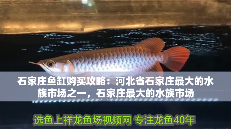 石家莊魚缸購買攻略：河北省石家莊最大的水族市場之一，石家莊最大的水族市場