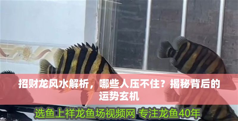 招財龍風水解析，哪些人壓不住？揭秘背后的運勢玄機