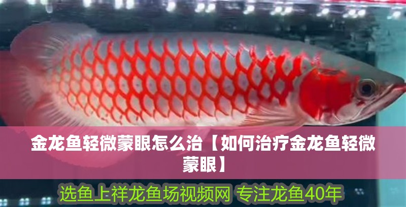 金龍魚輕微蒙眼怎么治【如何治療金龍魚輕微蒙眼】