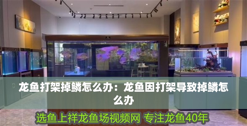 龍魚打架掉鱗怎么辦：龍魚因打架導致掉鱗怎么辦