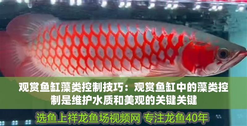 觀賞魚缸藻類控制技巧：觀賞魚缸中的藻類控制是維護水質和美觀的關鍵關鍵