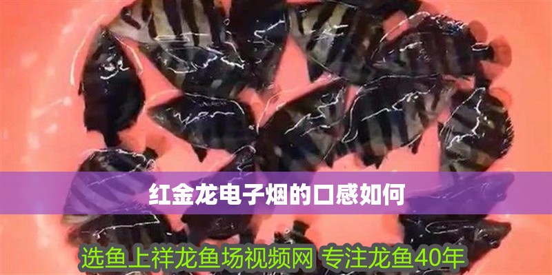 紅金龍電子煙的口感如何