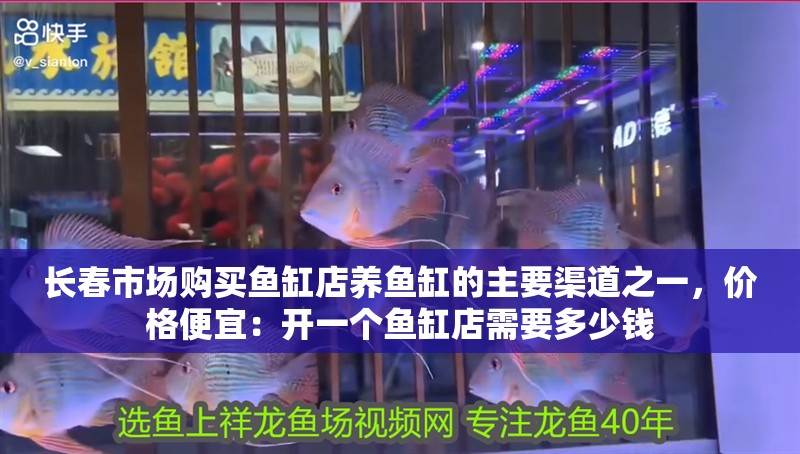 長春市場購買魚缸店養魚缸的主要渠道之一，價格便宜：開一個魚缸店需要多少錢