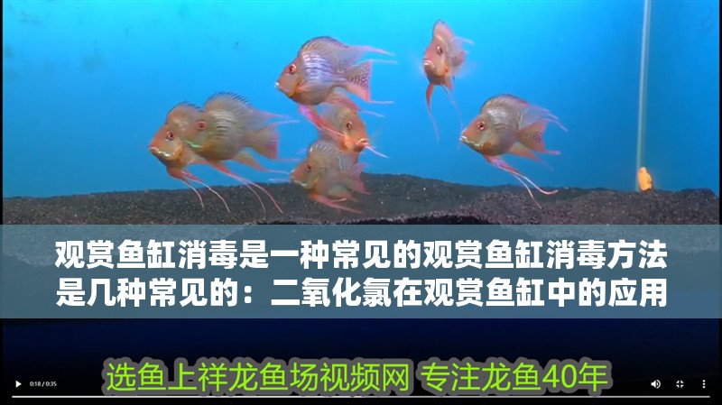 觀賞魚缸消毒是一種常見的觀賞魚缸消毒方法是幾種常見的：二氧化氯在觀賞魚缸中的應用