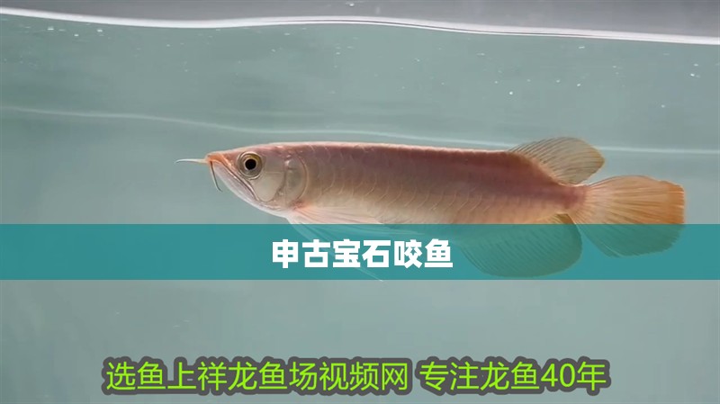 申古寶石咬魚