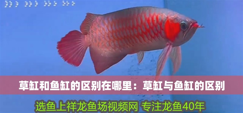 草缸和魚缸的區別在哪里：草缸與魚缸的區別