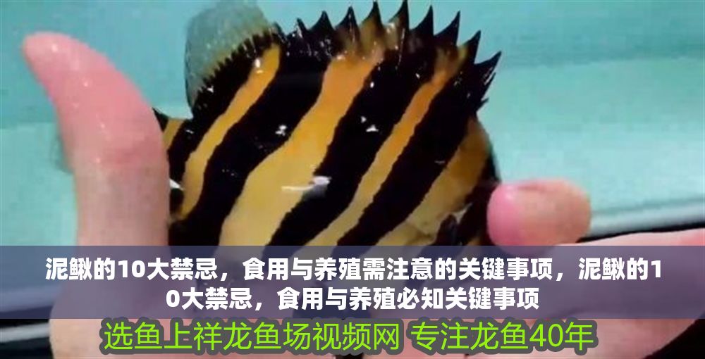 泥鰍的10大禁忌，食用與養殖需注意的關鍵事項，泥鰍的10大禁忌，食用與養殖必知關鍵事項