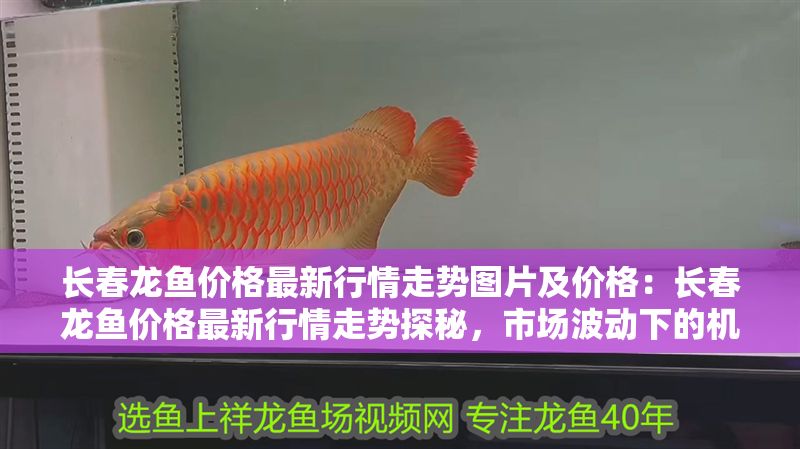 長春龍魚價格最新行情走勢圖片及價格：長春龍魚價格最新行情走勢探秘，市場波動下的機遇與挑戰
