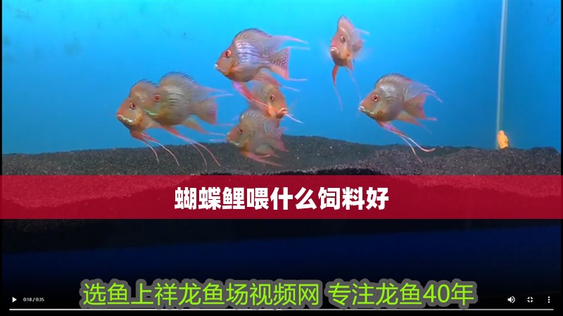 蝴蝶鯉喂什么飼料好