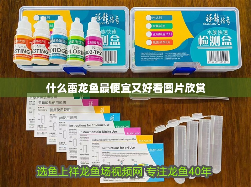 什么雷龍魚最便宜又好看圖片欣賞