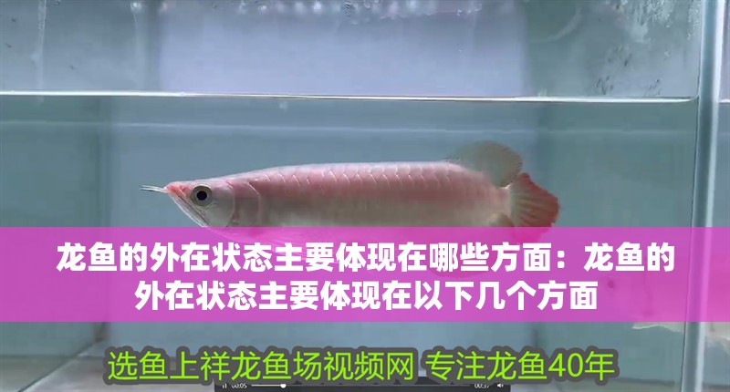 龍魚的外在狀態主要體現在哪些方面：龍魚的外在狀態主要體現在以下幾個方面