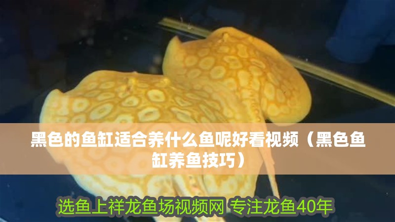 黑色的魚缸適合養(yǎng)什么魚呢好看視頻（黑色魚缸養(yǎng)魚技巧）
