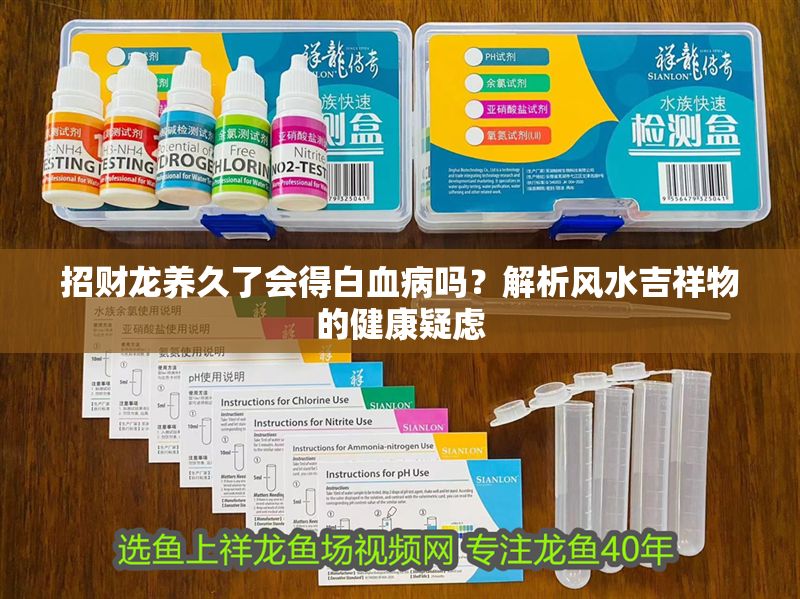 招財龍養久了會得白血病嗎？解析風水吉祥物的健康疑慮
