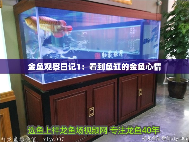 金魚觀察日記1：看到魚缸的金魚心情