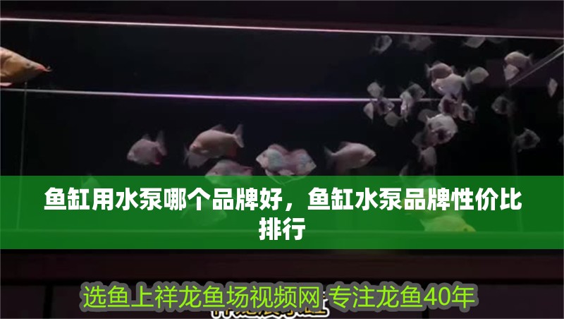 魚缸用水泵哪個品牌好，魚缸水泵品牌性價比排行