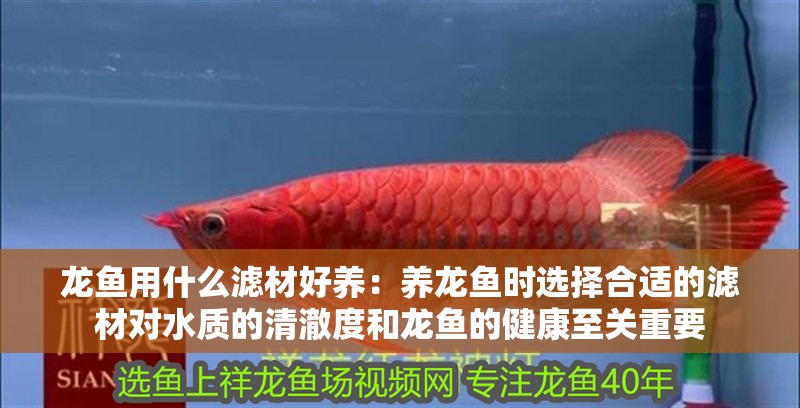 龍魚用什么濾材好養(yǎng)：養(yǎng)龍魚時選擇合適的濾材對水質(zhì)的清澈度和龍魚的健康至關(guān)重要 龍魚用什么濾材好養(yǎng)：養(yǎng)龍魚時選擇合適的濾材對水質(zhì)的清澈度和龍魚的健康至關(guān)重要 龍魚百科