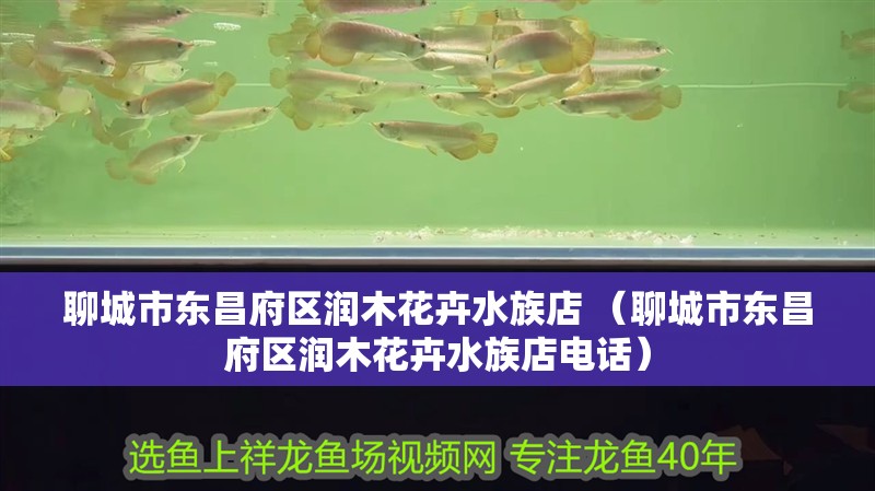 聊城市東昌府區(qū)潤(rùn)木花卉水族店 （聊城市東昌府區(qū)潤(rùn)木花卉水族店電話）