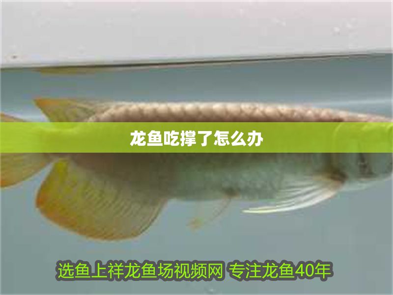 龍魚吃撐了怎么辦