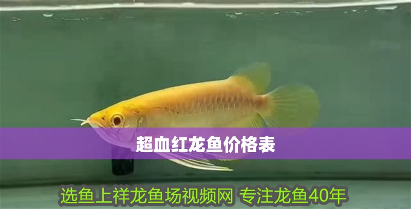 超血紅龍魚價格表