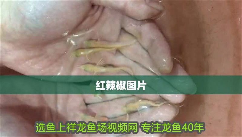 紅辣椒圖片